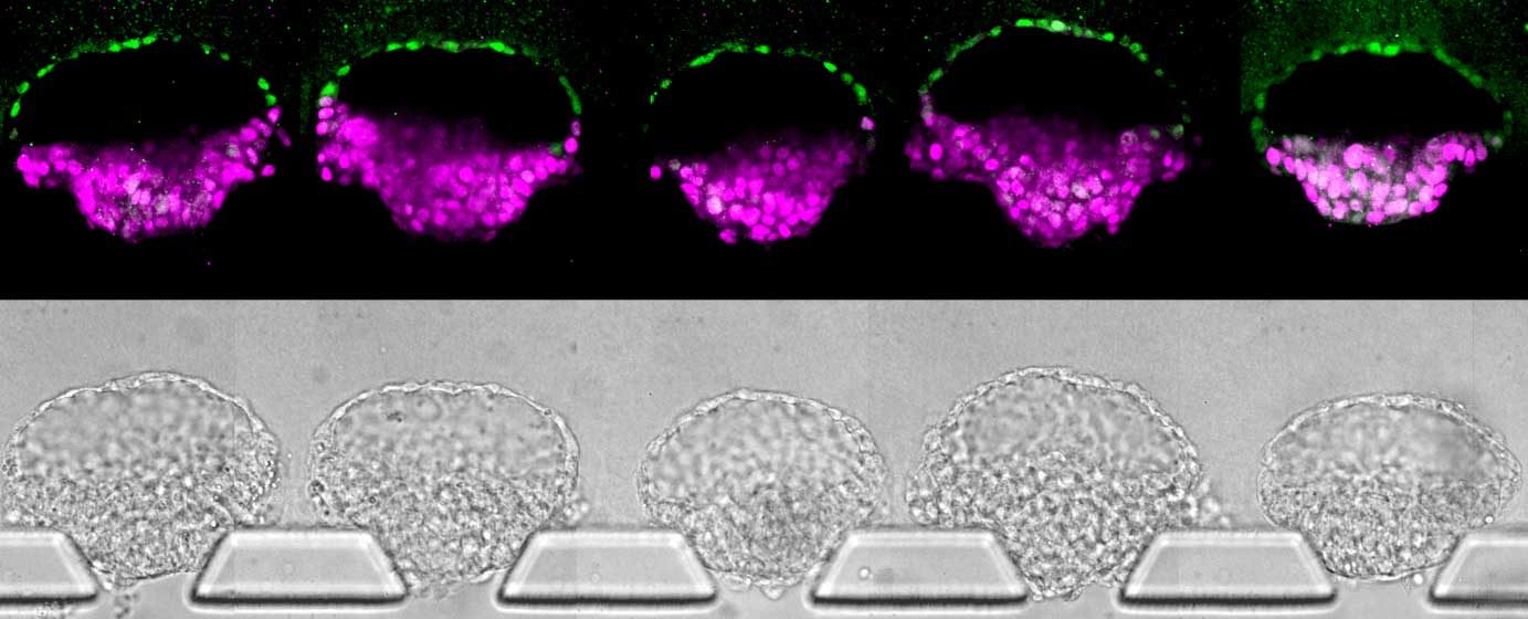 Embryo-like structures