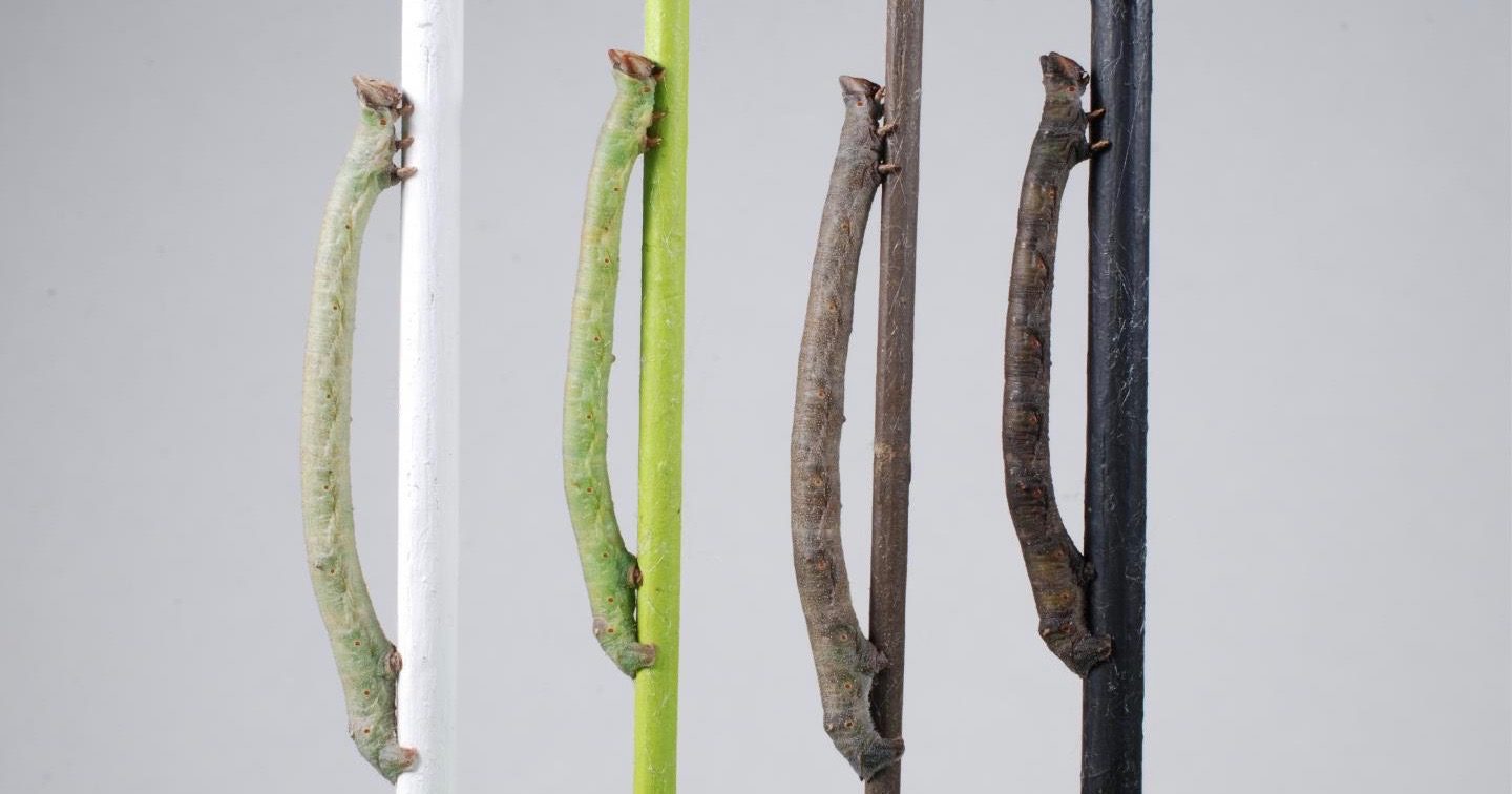 Click to enlarge caterpillar