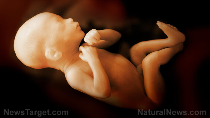 foetus