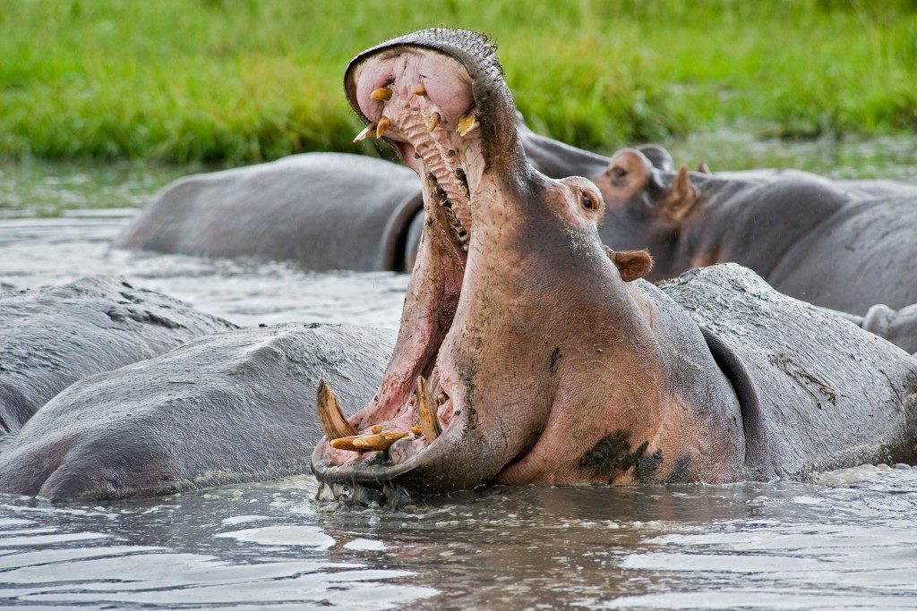 hippo