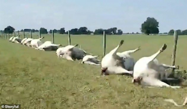 Disturbing footage shows the aftermath of a lightning storm on a farm in Texas