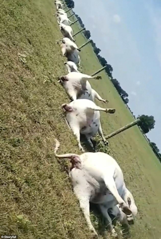 Click to enlarge The animals can be seen with scorch marks on their stomachs, and are thought to have died when lighting struck the metal meshing on the fence