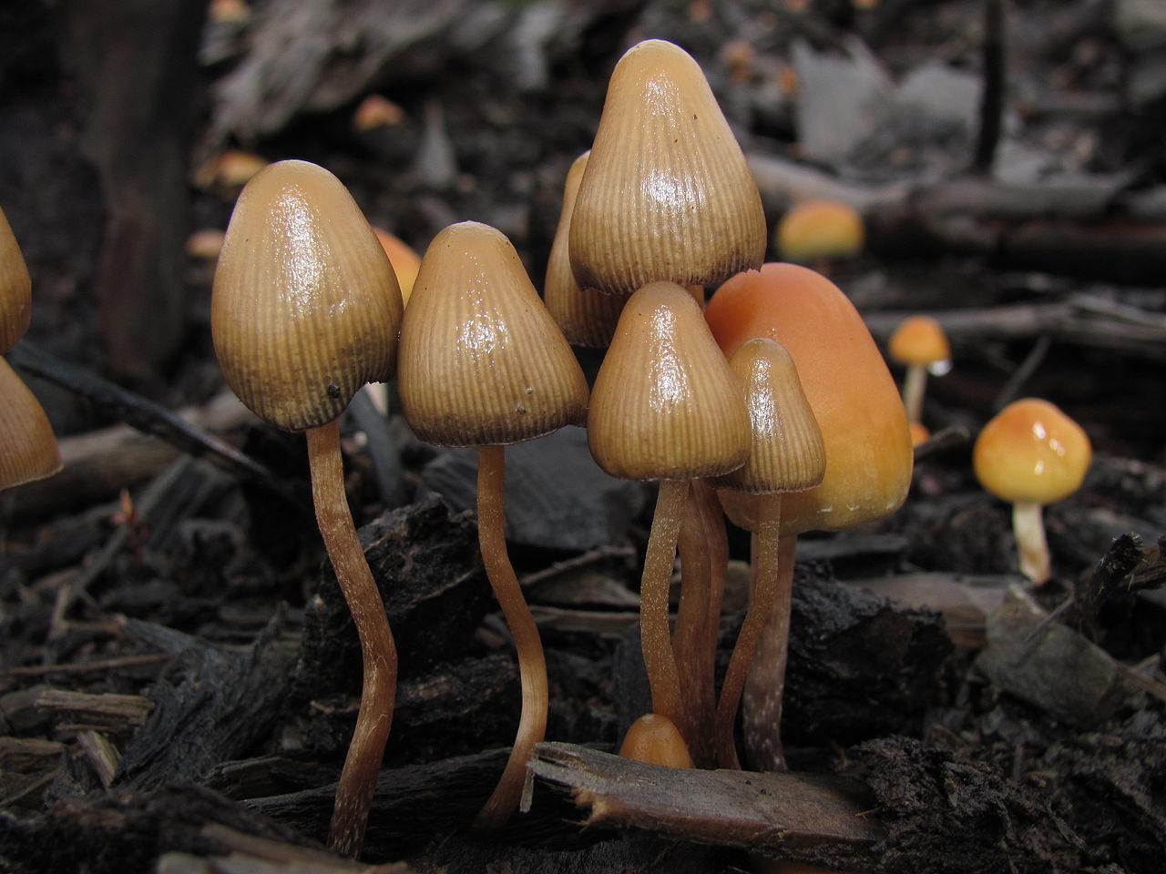 mushrooms
