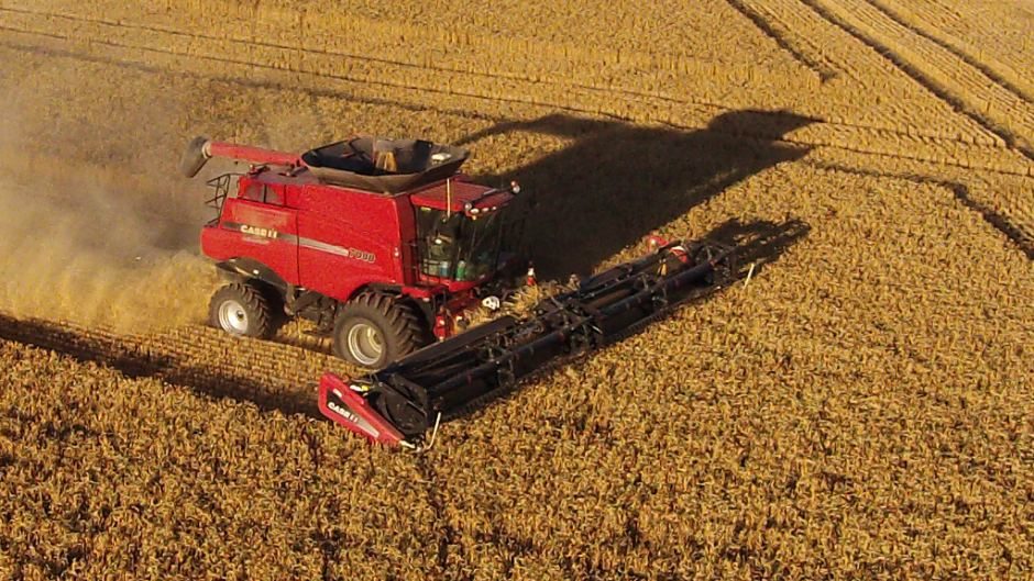 Click to enlarge Wheat harvest