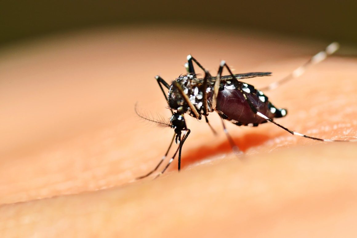 Click to enlarge mosquito