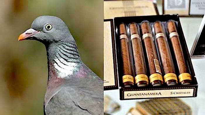 Click to enlarge Pigeon/cigars