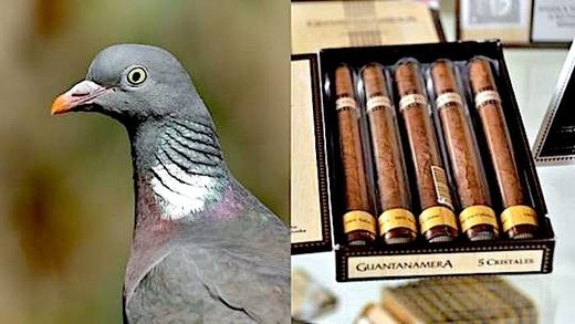 Pigeon/cigars