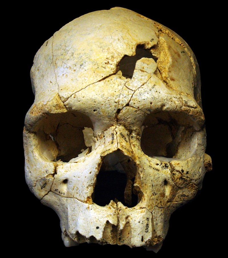 sima skull