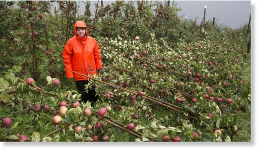 apples