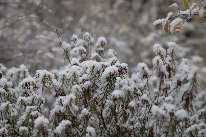 snow
