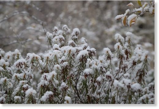 snow