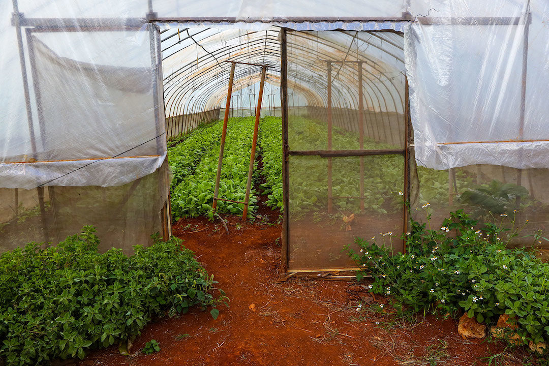 Click to enlarge cuba herbal healing, traditional medicine