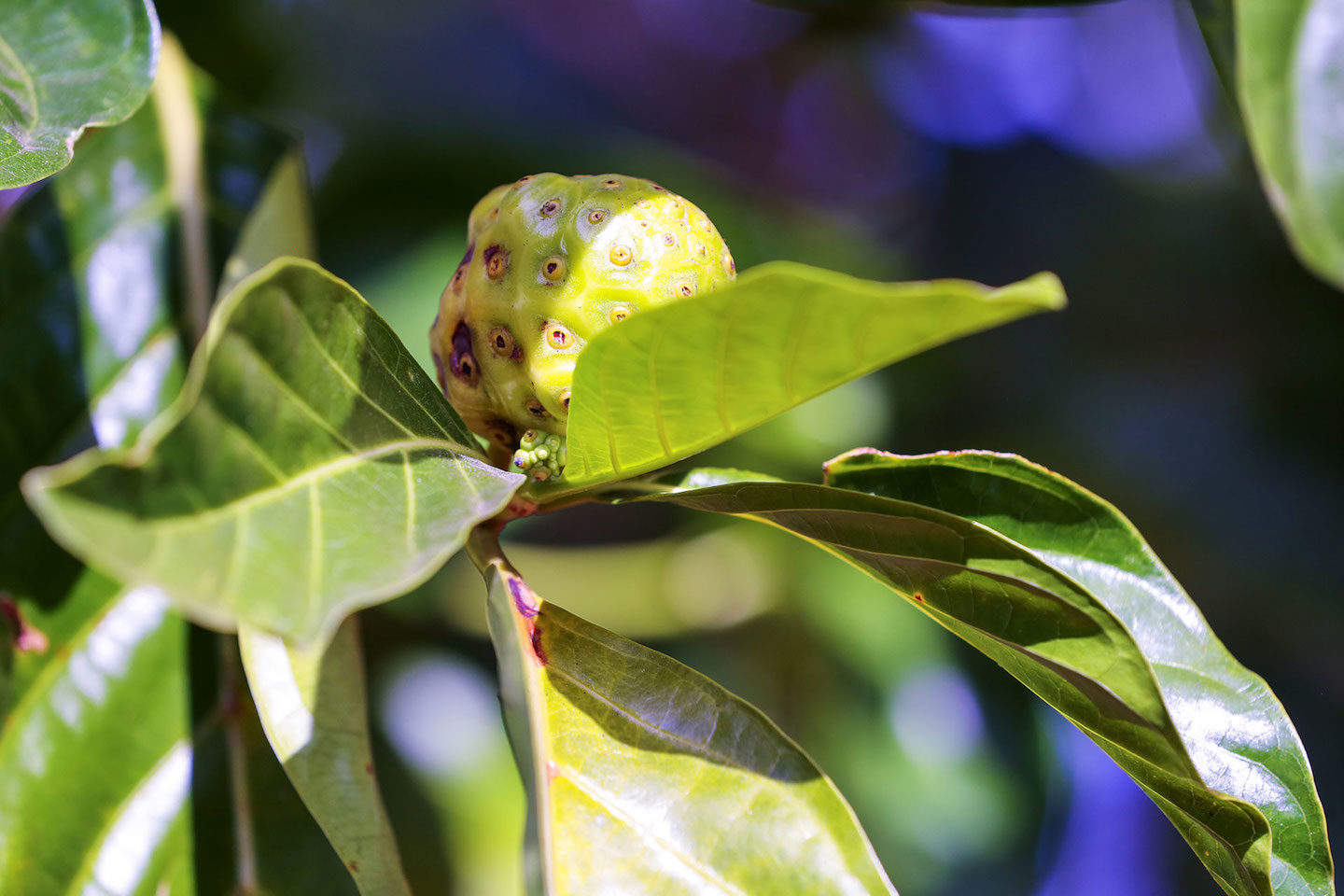Click to enlarge Morinda citrifolia, cuban herbal medicine noni