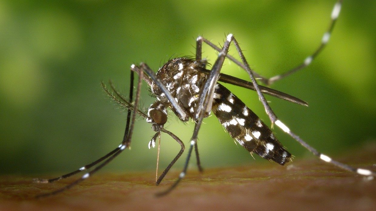 mosquito
