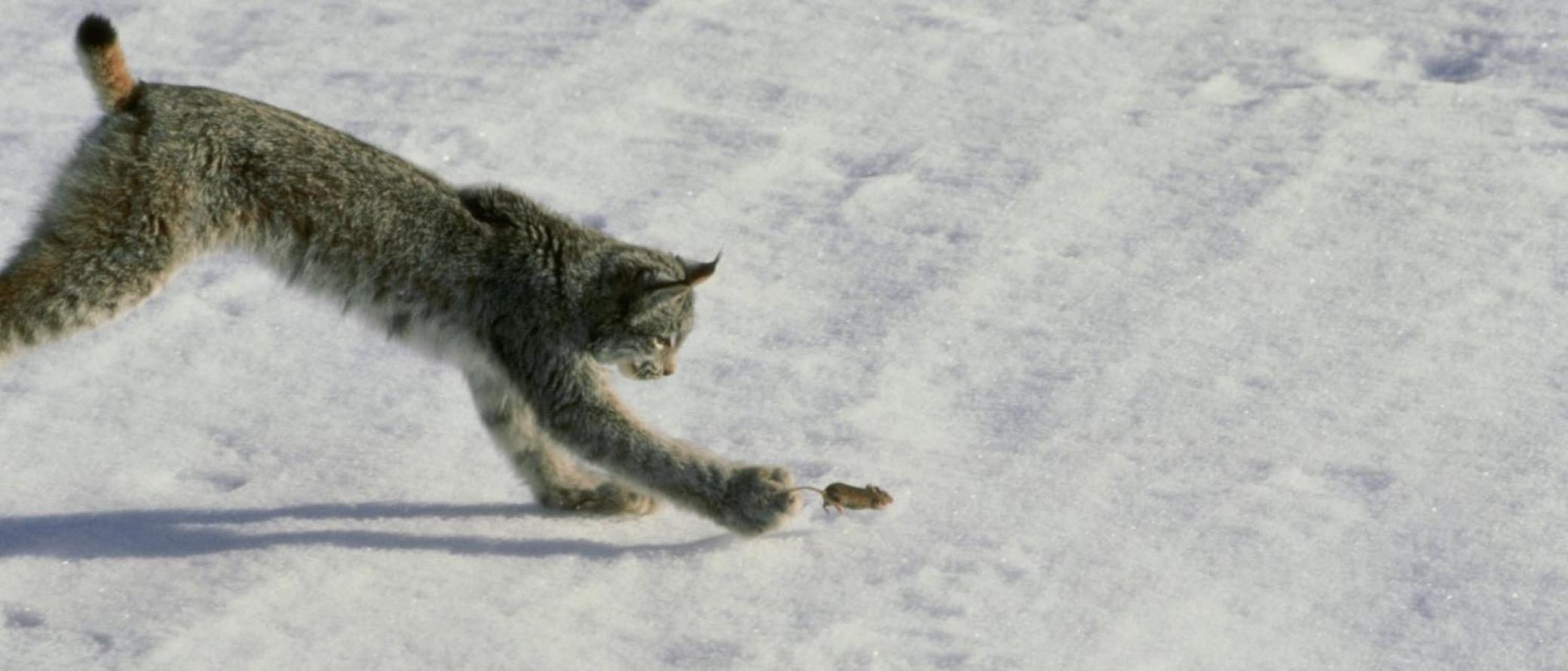 Click to enlarge lynx mouse