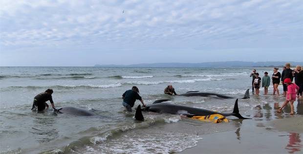 Those who gathered on Ruakaka Beach treated the dead pilot whales with respect.