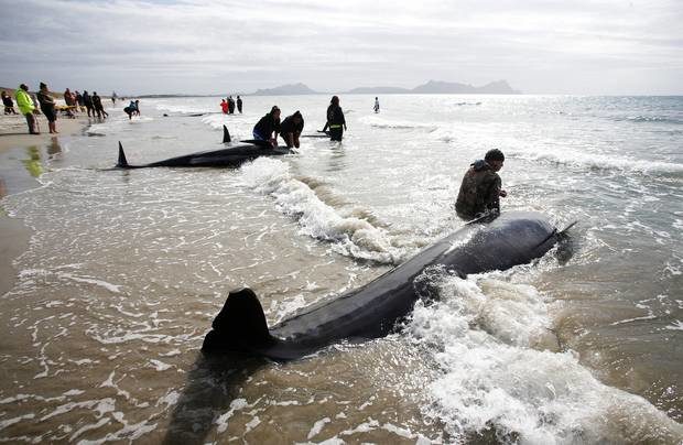 Click to enlarge Iwi members stay with the dead whales in the small surf at Ruakaka Beach.