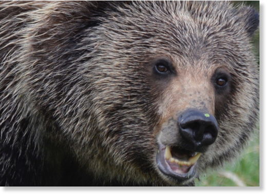 bear