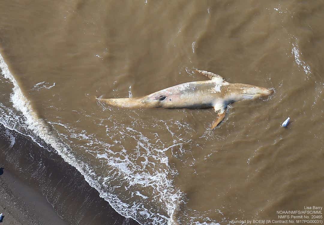 Scientists involved in the Annual Survey of Arctic Marine Mammals were able to confirm a dead gray whale about 22 miles south of Point Lay, Alaska. NOAA was first made aware of the carcass from a post on Facebook dated July 8, 2019.