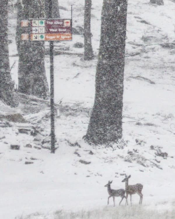 Click to enlarge Some locals getting amongst the fresh falls at Sierra at Tahoe.