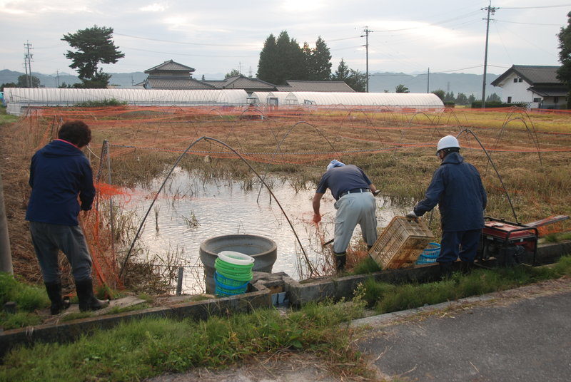 Carp Farming Japan