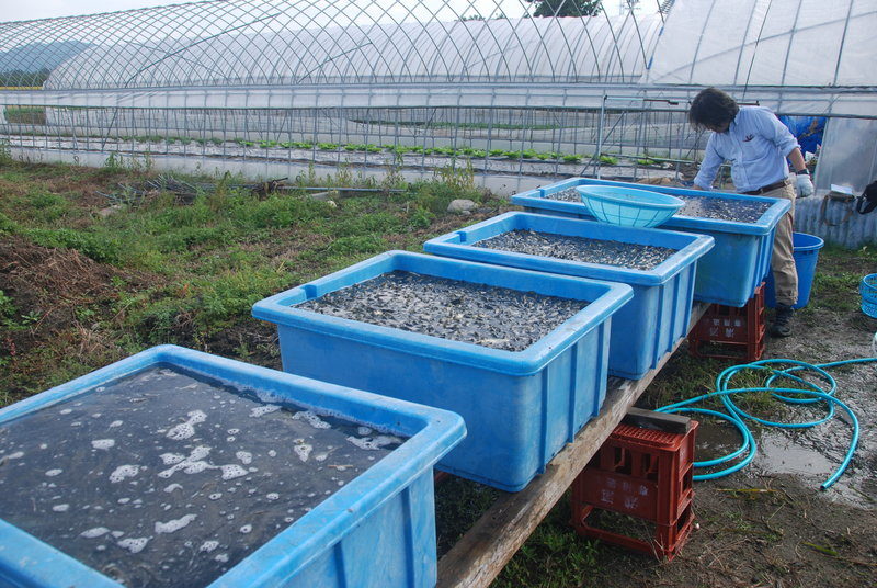 Click to enlarge Carp Farming