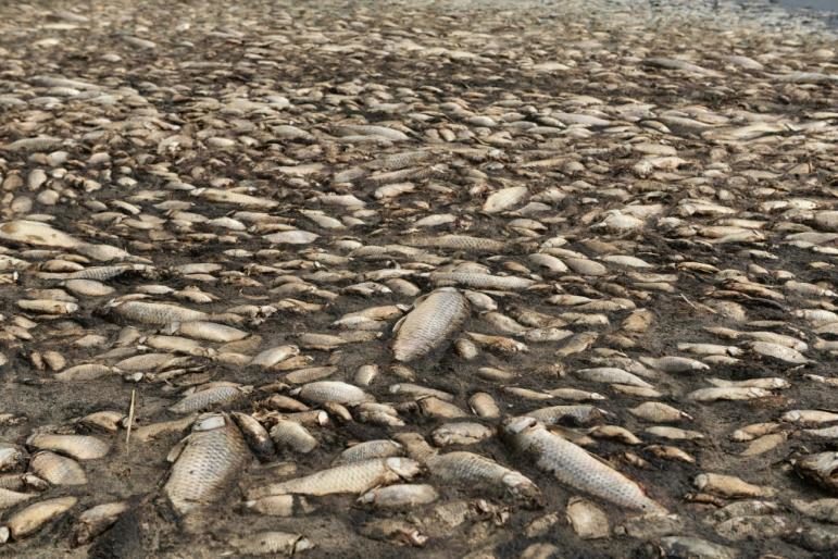 dead fish