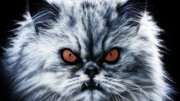 Mean looking cat