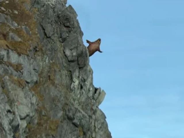 The documentary showed multiple walruses