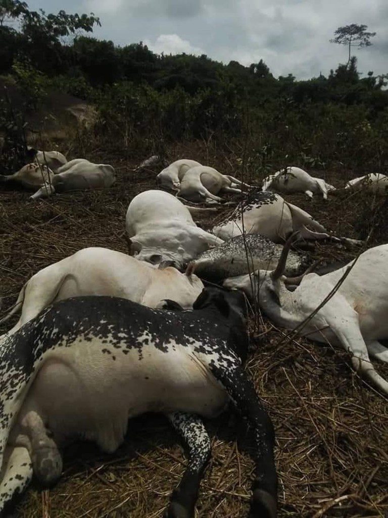 dead cows