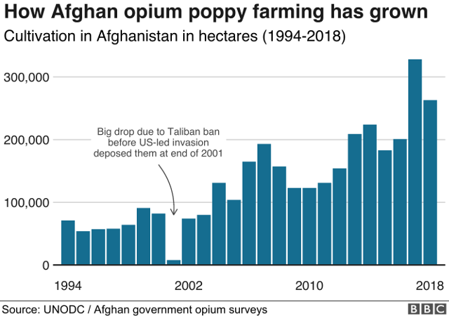Afghan poppy growth