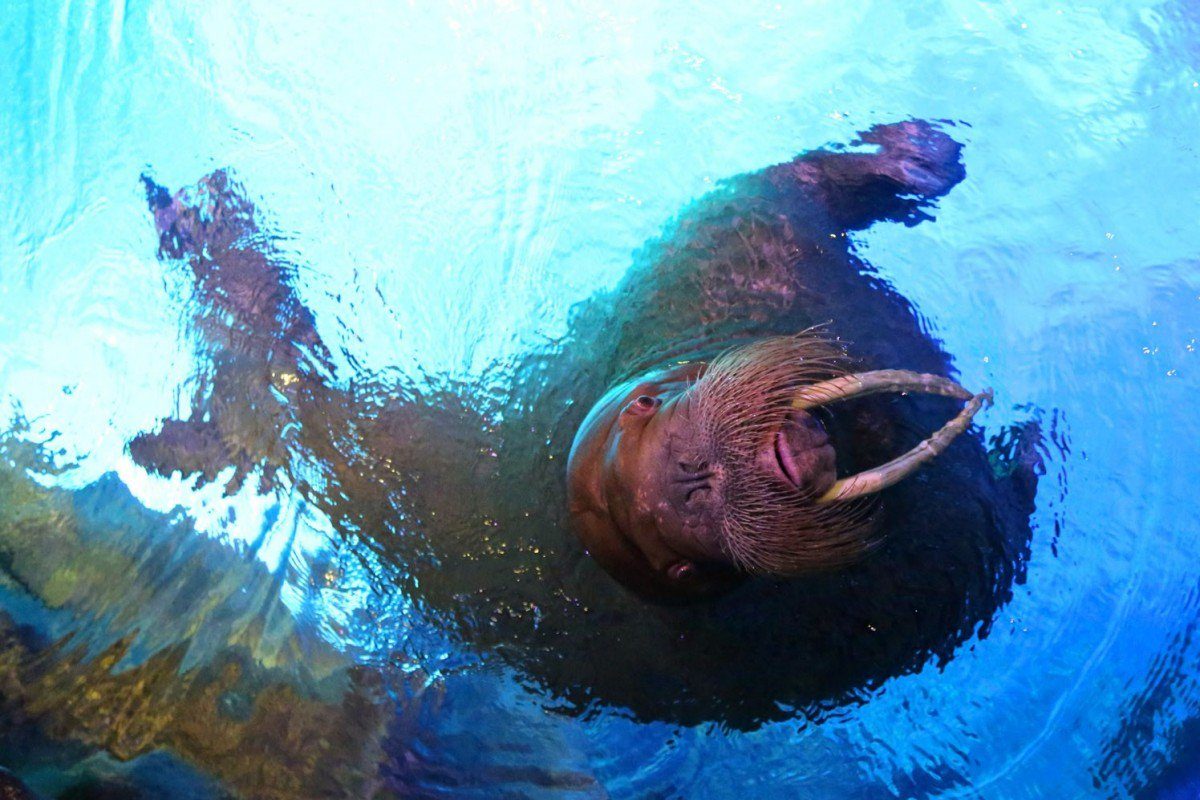 Miru, a female walrus at the Ocean Park in Hong Kong.