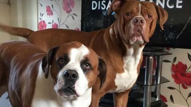 Pictures posted online show two dogs believed to be those involved in the attack