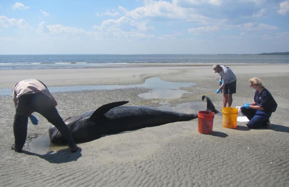 Agencies respond to pilot whale stranding at St. Catherines