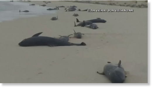 134 dead whales emerge in a mass stranding in Cape Verde