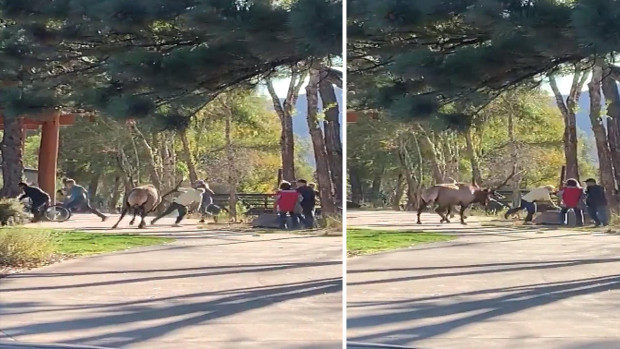 elk attack