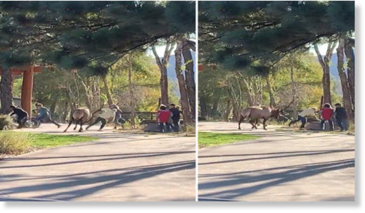 elk attack
