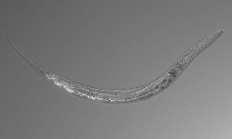 Click to enlarge nematode