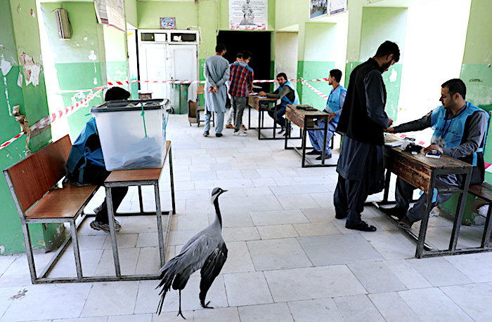 Click to enlarge crane elections