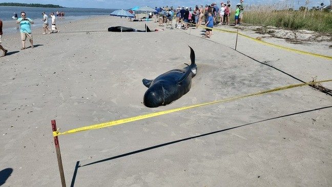 Four whales were found stranded on Edisto Beach around 7:00 a.m. Saturday morning, according to Chief George Brothers of Edisto Police