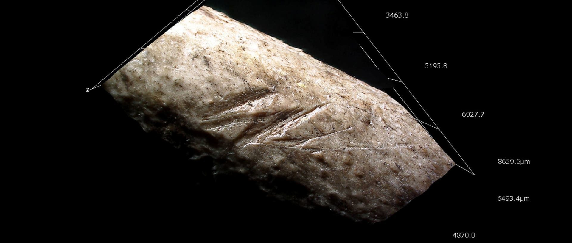 Click to enlarge swan wing bone