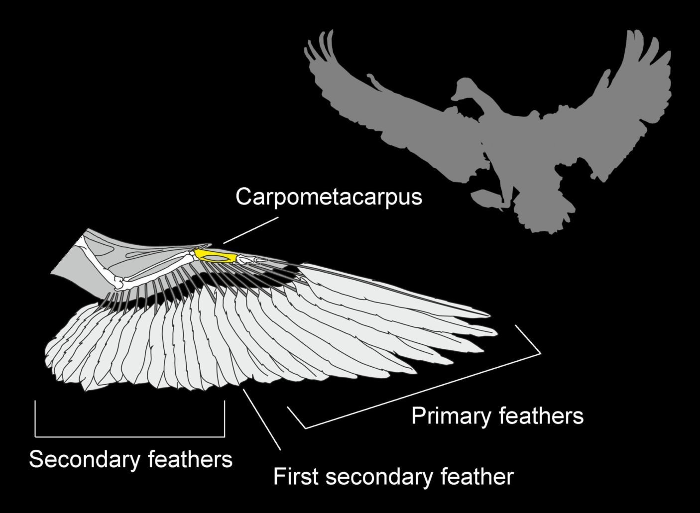 Click to enlarge swan wing bone