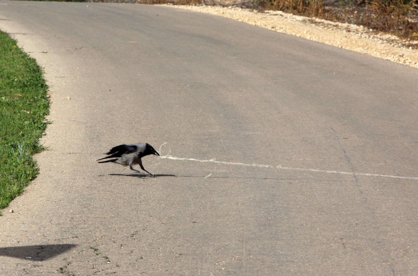 Click to enlarge Ravens