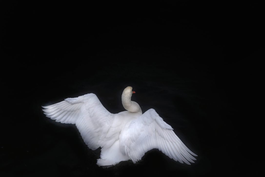 Click to enlarge swan