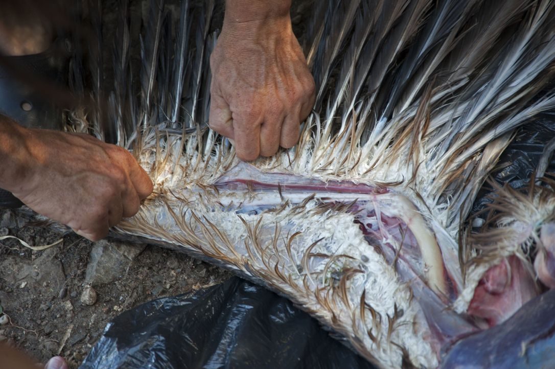 Click to enlarge vulture wing