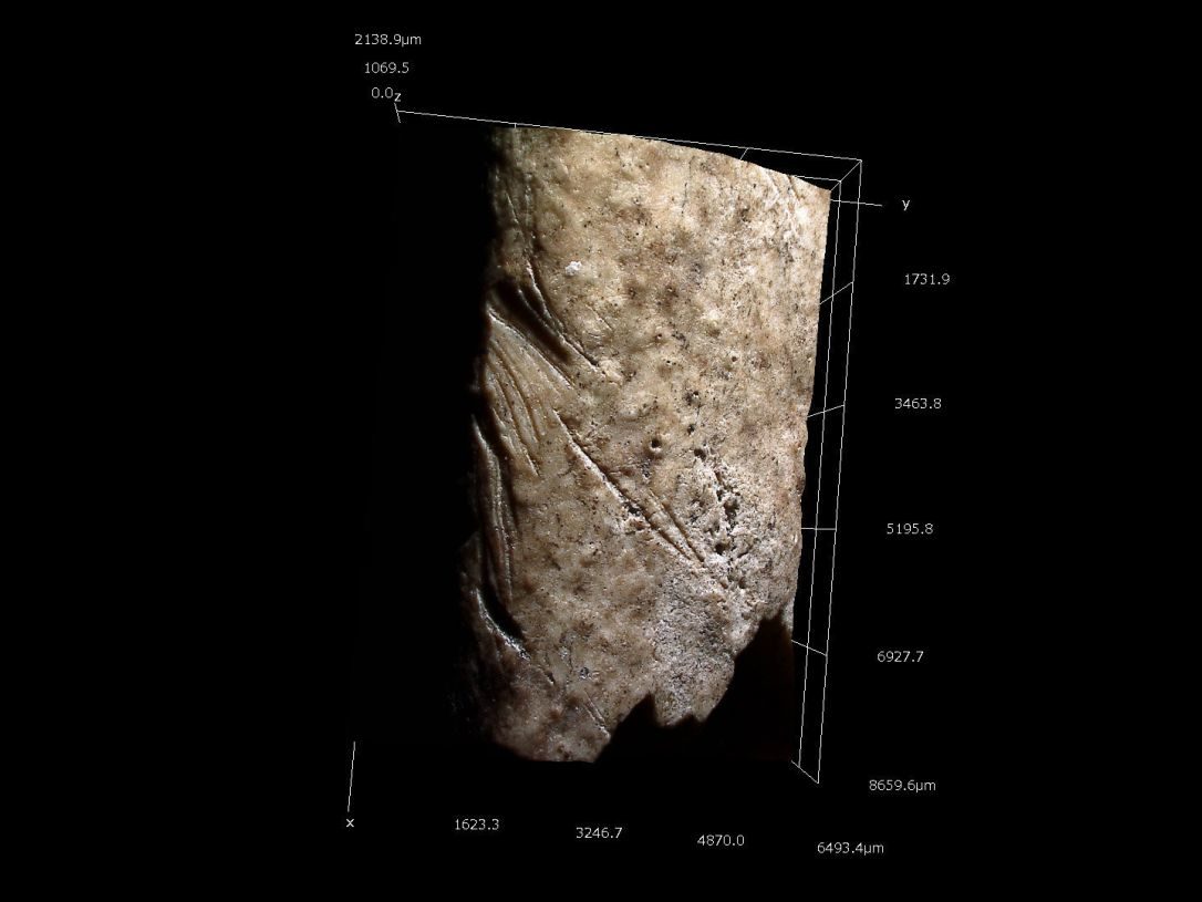 Click to enlarge swan bone