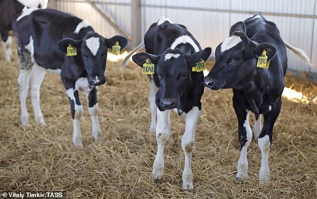 grass fed beef