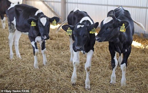 grass fed beef