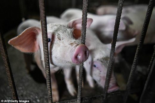 Click to enlarge FACTORY FARM, pig farming