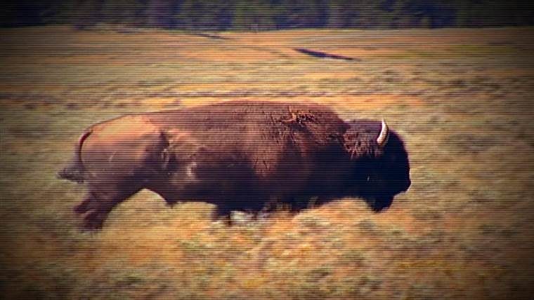These were the only two bison attacks reported at Antelope Island State Park this year, officials said.